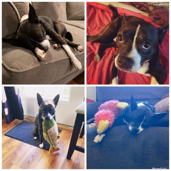 /Images/uploads/Louies Legacy Animal Rescue/cutest-rescue-pet-2023/entries/28066thumb.jpg